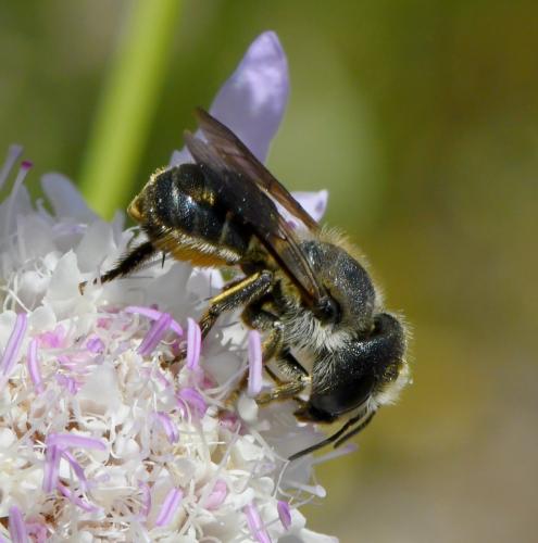 Réf. 283 710 : Osmia dimidiata